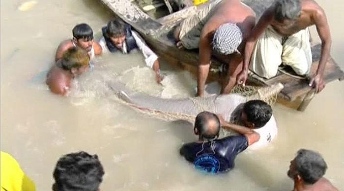 Two blind dolphins rescued near Sukkur