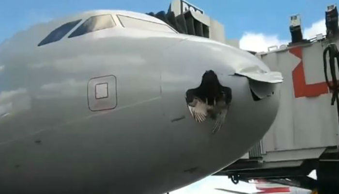 Bird shatters nose of American airlines aeroplane