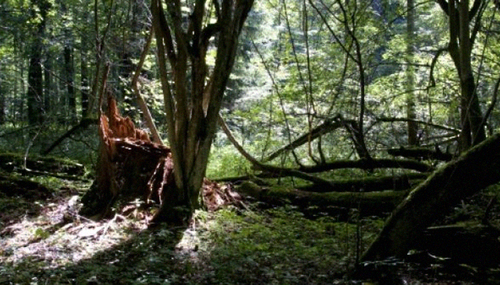 EU court threatens Poland with heavy fines over ancient forest logging