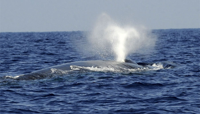 World's largest whales are mostly 'right-handed': study