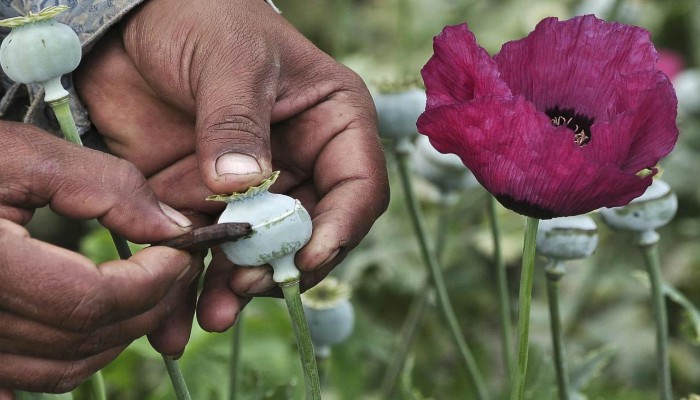 US conducts airstrikes on opium labs in Afghanistan
