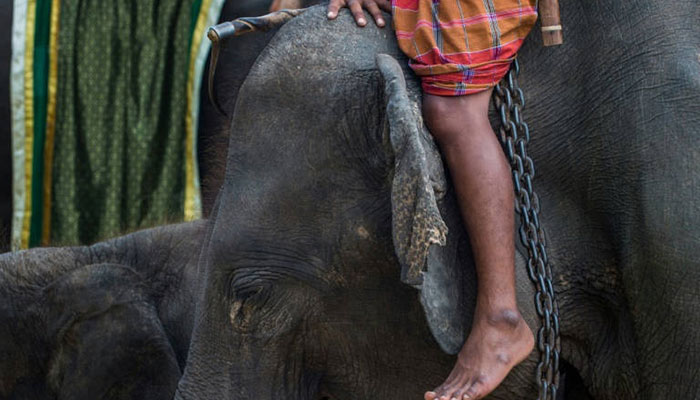 Celebrity elephant kills owner in Thailand