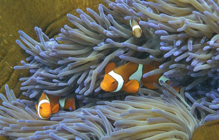 Scientists discover resilient 'heart' of Great Barrier Reef
