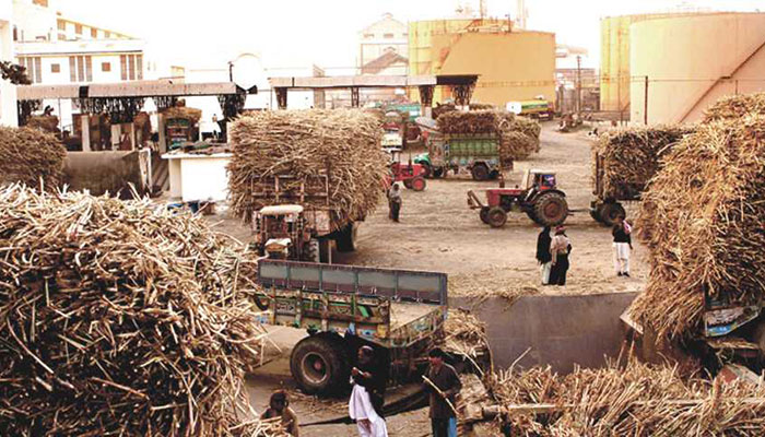 Sindh government fixes sugarcane price at Rs182 per 40kg
