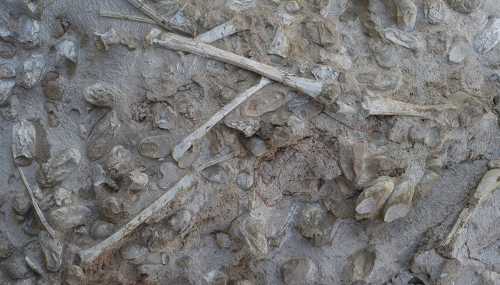 Pterosaur hatchlings needed their parents, trove of eggs reveals Pterosaur hatchlings needed their parents, trove of eggs reveals
