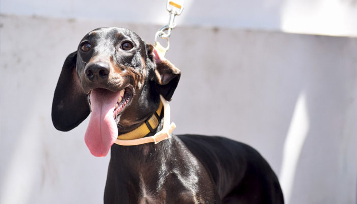 First ever sanctuary set up for stray dogs in Peshawar