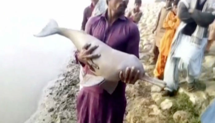 Blind dolphin rescued, released back into Rohri canal