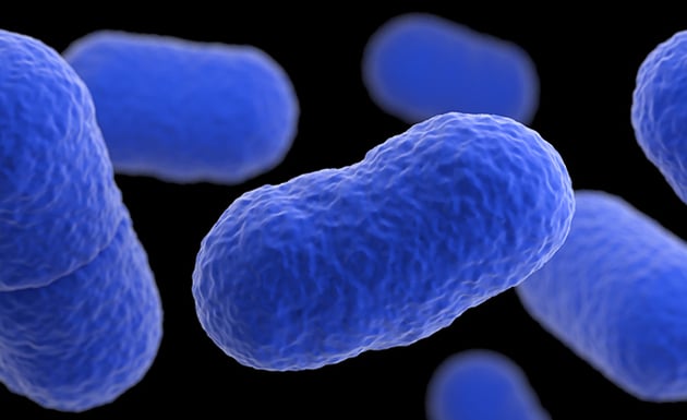 Bacteria outbreak kills 36 in South Africa