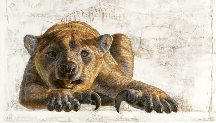 New species of ´marsupial lion´ found in Australia