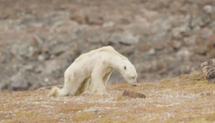‘Soul crushing’ video of starving polar bear exposes threat of climate change