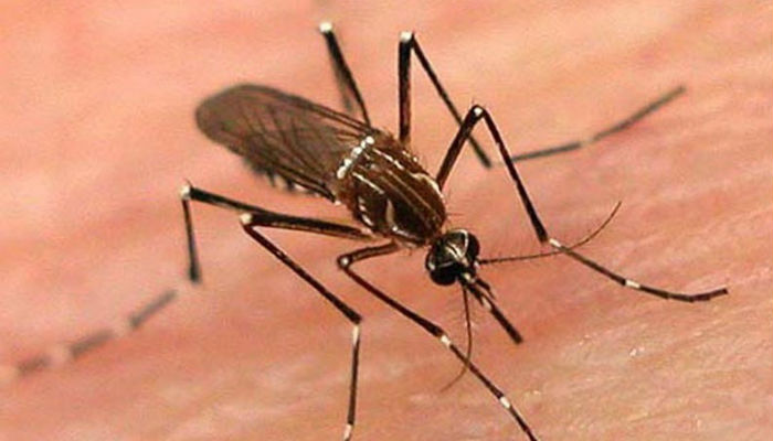 Dengue has claimed 69 lives in KP so far: WHO