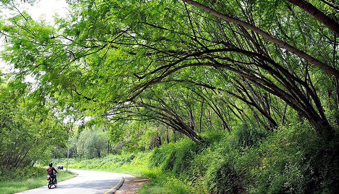 As trees fall to development in Islamabad, protesters fight back