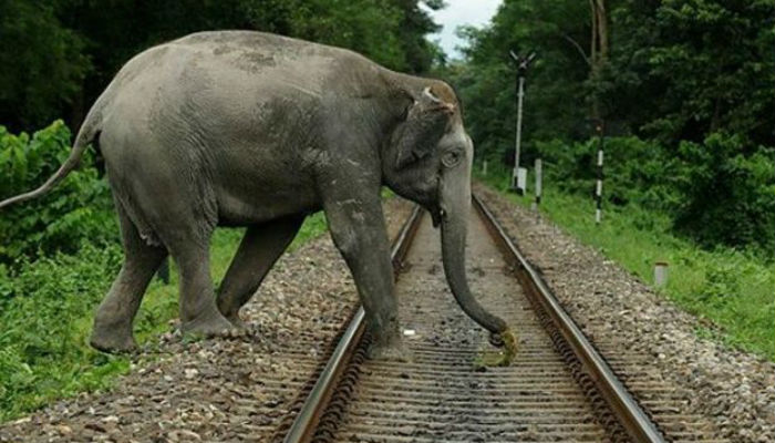 Five elephants killed by train in India