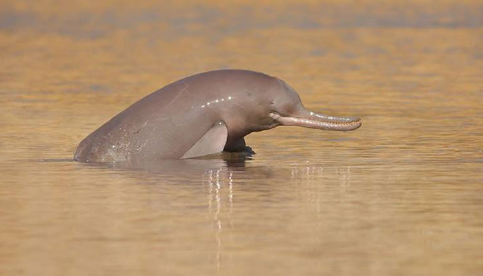 Indus River Dolphin numbers on the rise, WWF study reveals 