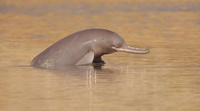 Indus River Dolphin numbers on the rise, WWF study reveals 