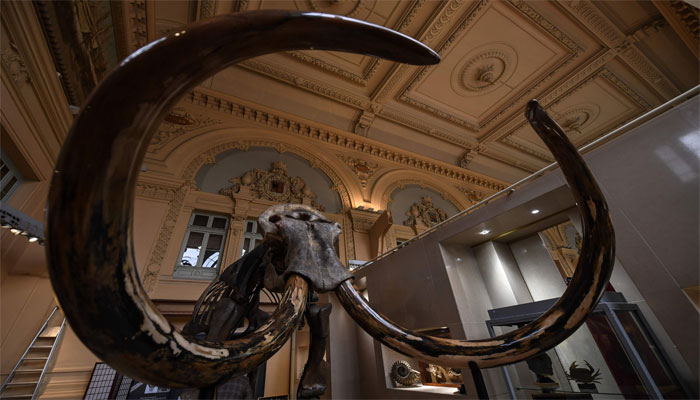Mammoth skeleton sells for nearly 550,000 euros at French auction