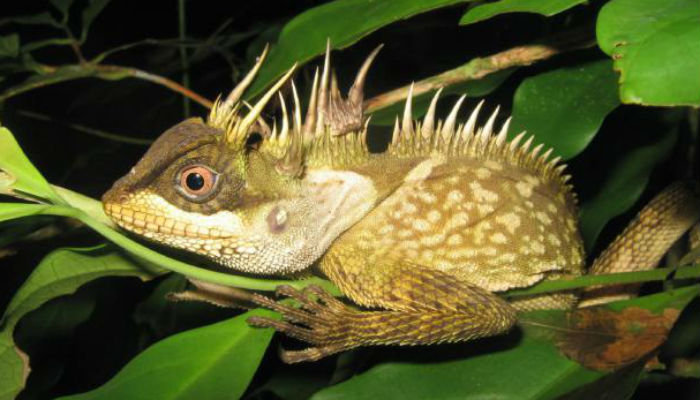 Lizard, turtle among more than 100 new species found in Mekong region