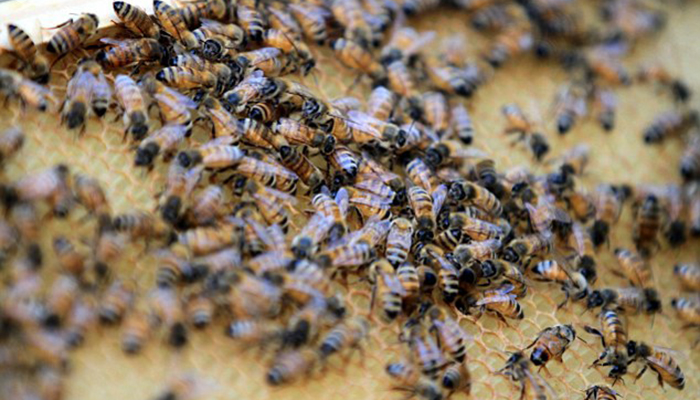 Bees attack Brazilian cops in sting gone wrong