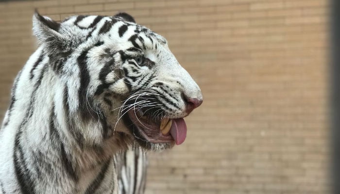 Stunning white tiger Lahore Zoo's latest attraction 