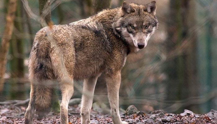 Wolf found in northern Belgium, first time in over 100 years