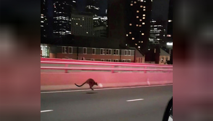 Wallaby leads police chase over Sydney Harbour Bridge