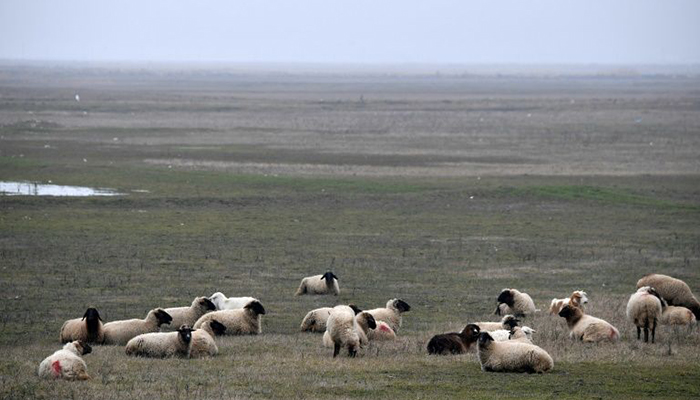 Grazing dangerously: The Romanian sheep nibbling away at US security
