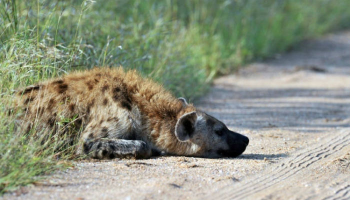 Spotted hyena returns to Gabon park after 20 years: researchers