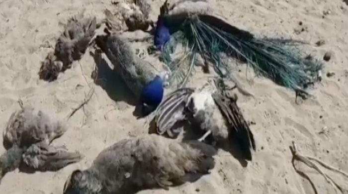 More than 50 peacocks ‘mysteriously’ die in Thar More than 50 peacocks ‘mysteriously’ die in Thar