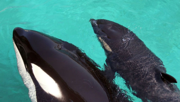 A whale with words: Orca mimics human speech