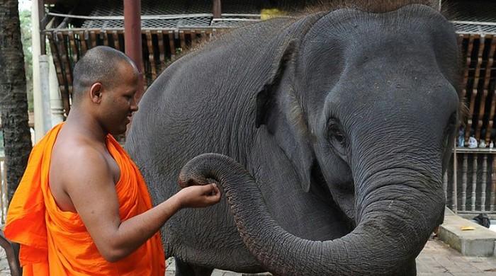 Sri Lanka elephant kills top Buddhist monk