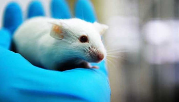 Scientists thwart cancer-spreading compound, in mice