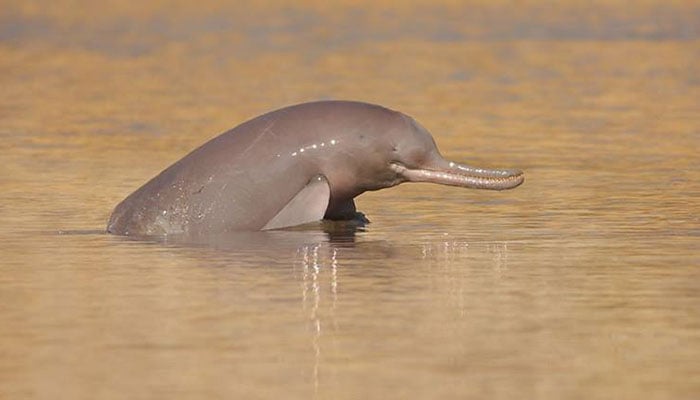 Blind dolphin dies in Sukkur canal 