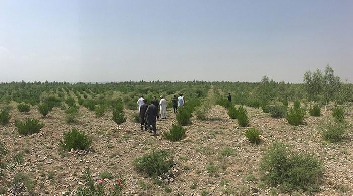 Resolution submitted in KP Assembly seeking inquiry into ‘Billion Tree Tsunami’ 