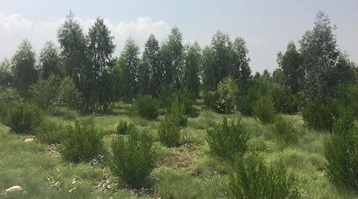 Billion Tree Tsunami: KP govt admits 60pc saplings new, self-growing Billion Tree Tsunami: KP govt admits 60pc saplings new, self-growing