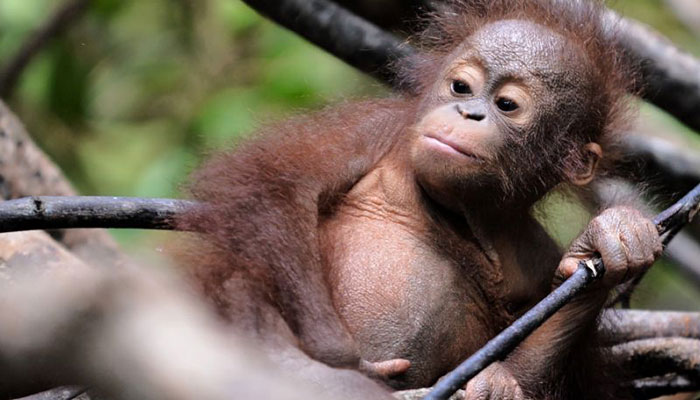 Borneo orangutans dying off as forests are lost: study
