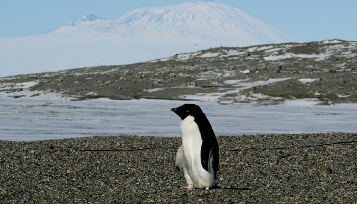 Penguin super-colony spotted from space