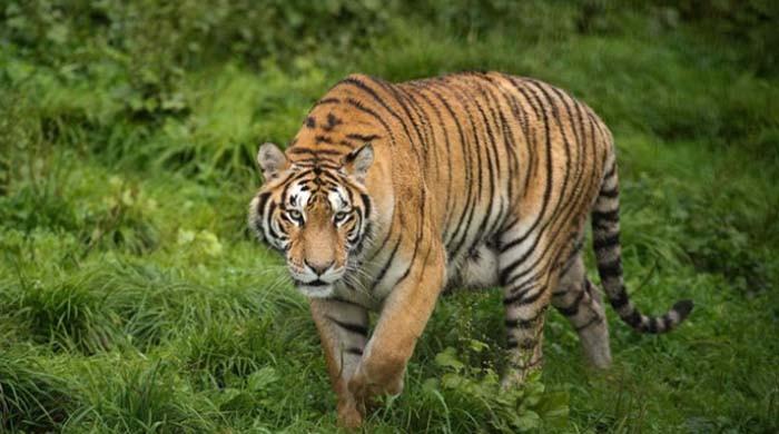 Bengali tigress dies at Lahore zoo Bengali tigress dies at Lahore zoo