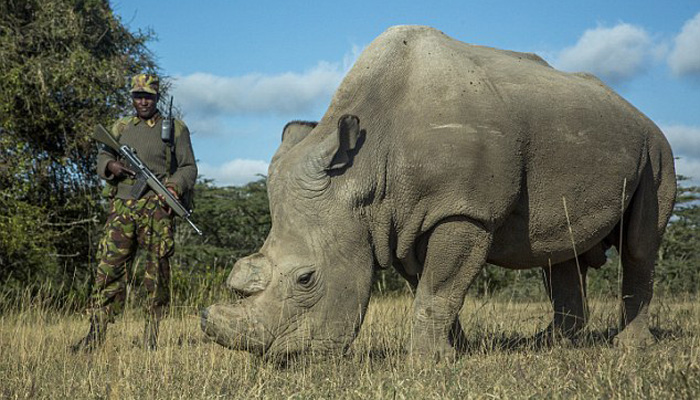World's last male northern white rhino dies in Kenya