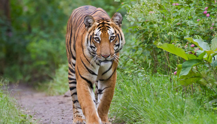 Parasitic disease claims life of another Bengal tiger at Lahore zoo