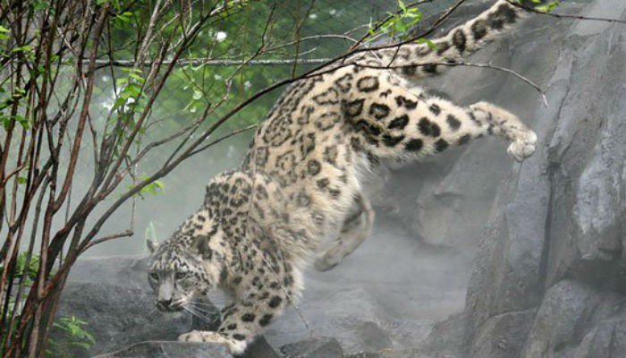 Snow leopard in Peshawar zoo died due to clogged arteries: postmortem report