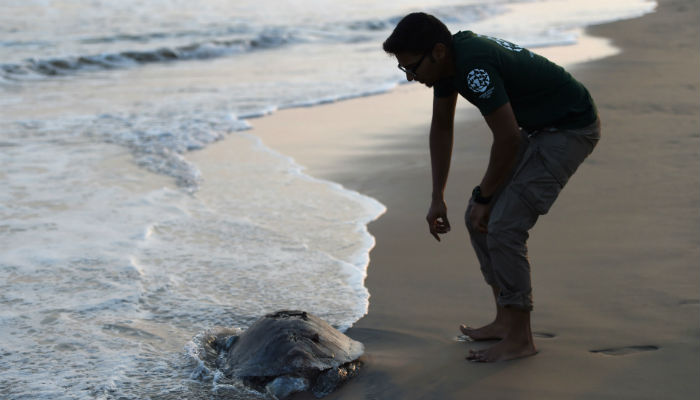 India's turtle warriors embrace mission to save threatened species