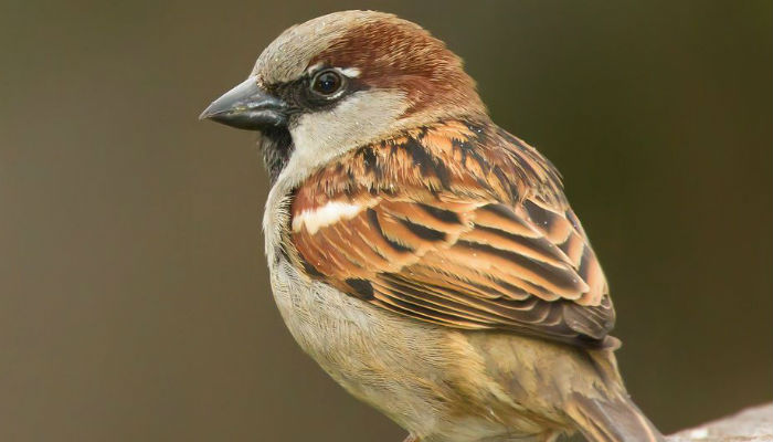 Balochistan witnesses steep decline in bird populations