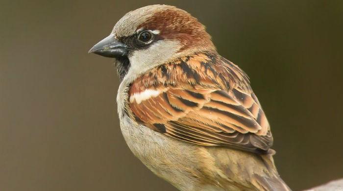 Balochistan witnesses steep decline in bird populations Balochistan witnesses steep decline in bird populations