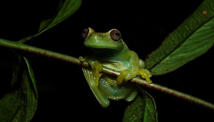 New frog species found in Venezuela and Colombia