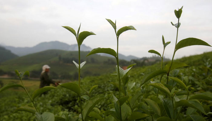 How healthy is too healthy? EU warns about green tea supplements