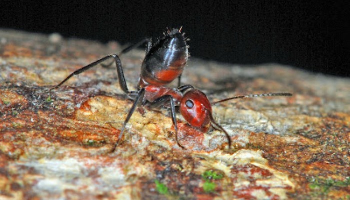 Ants that 'explode' to fight foes discovered on Borneo
