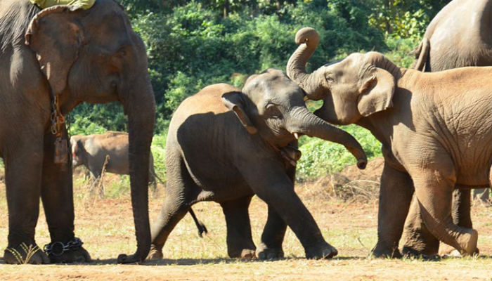 Online skin trade fuels Myanmar elephant slaughter: conservation group