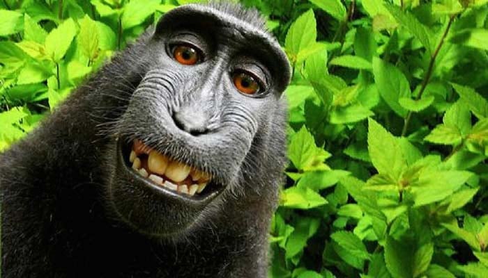 Monkey in 'selfie' cannot sue for copyright, US court says