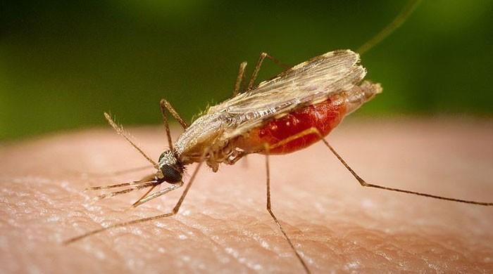 Malaria increasing at alarming rate in Balochistan: experts 