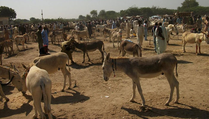 Pakistan sees rise in number of donkeys 